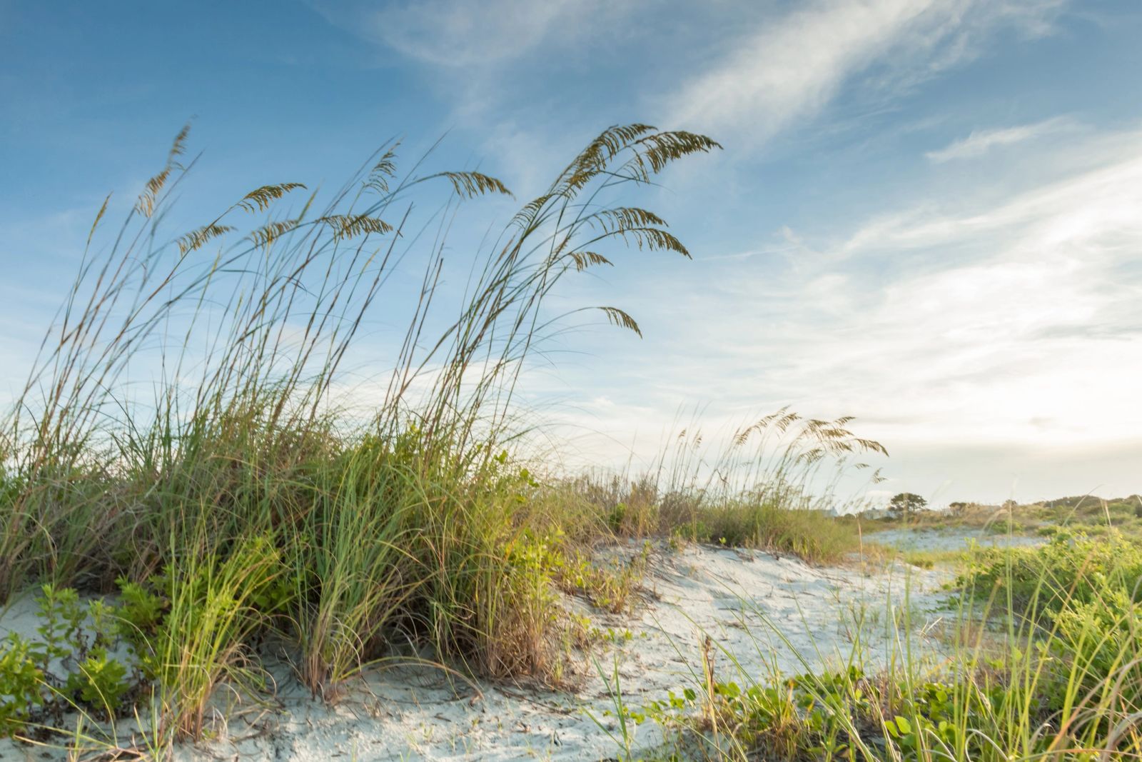 Sea oats and sand along the coast