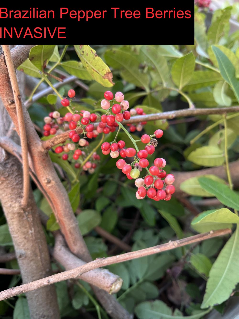Brazilian peppertree