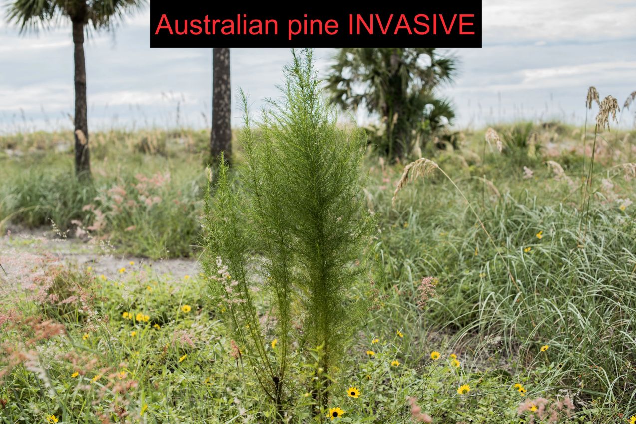 Australian pine