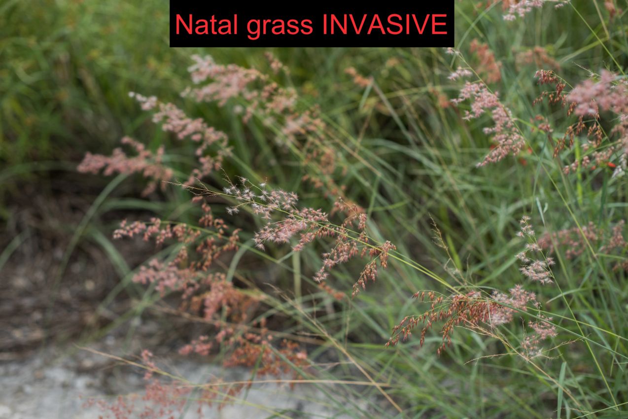 Natal grass