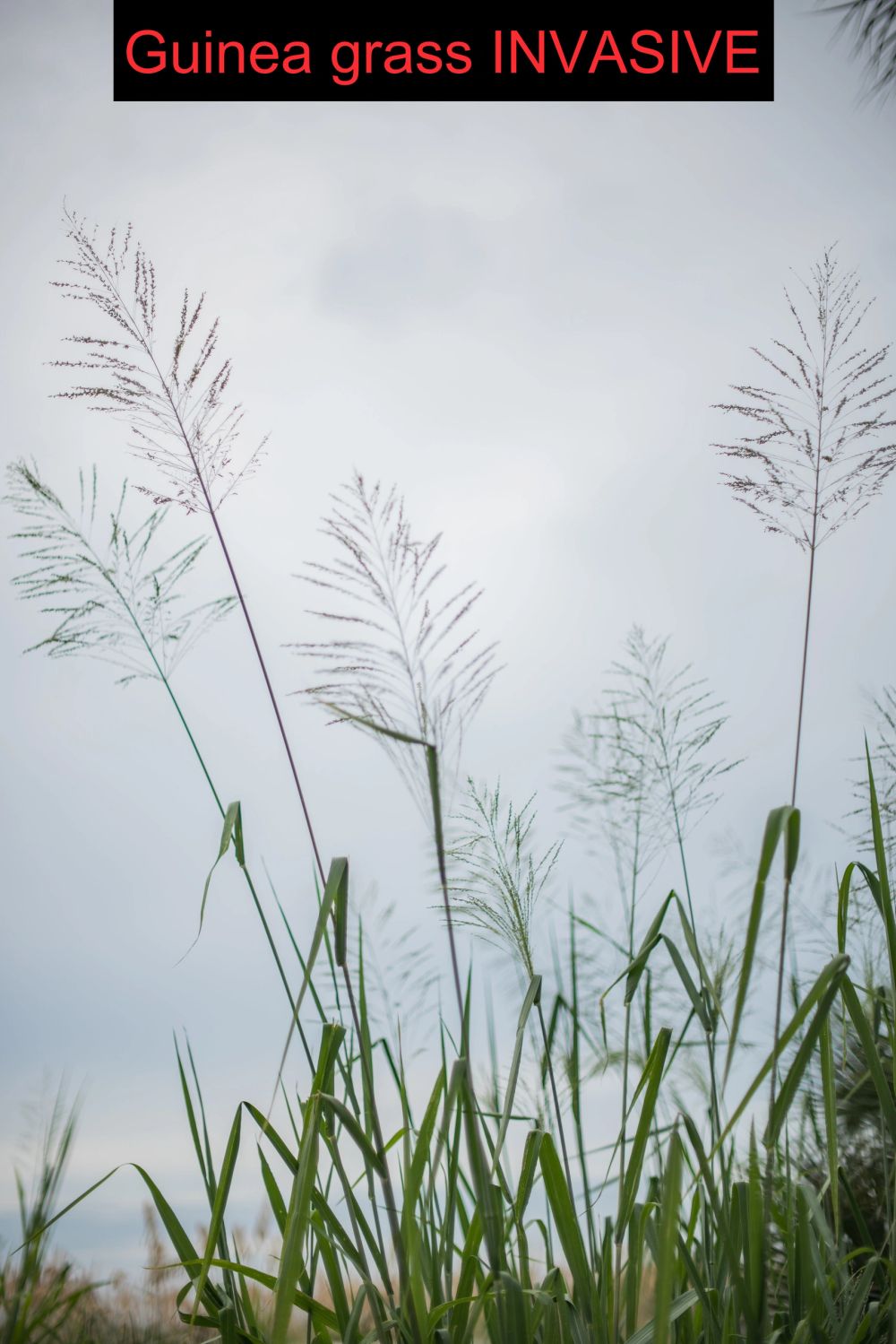 Guinea grass