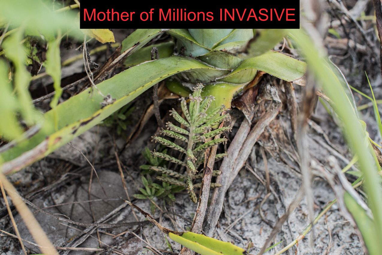 Mother of millions