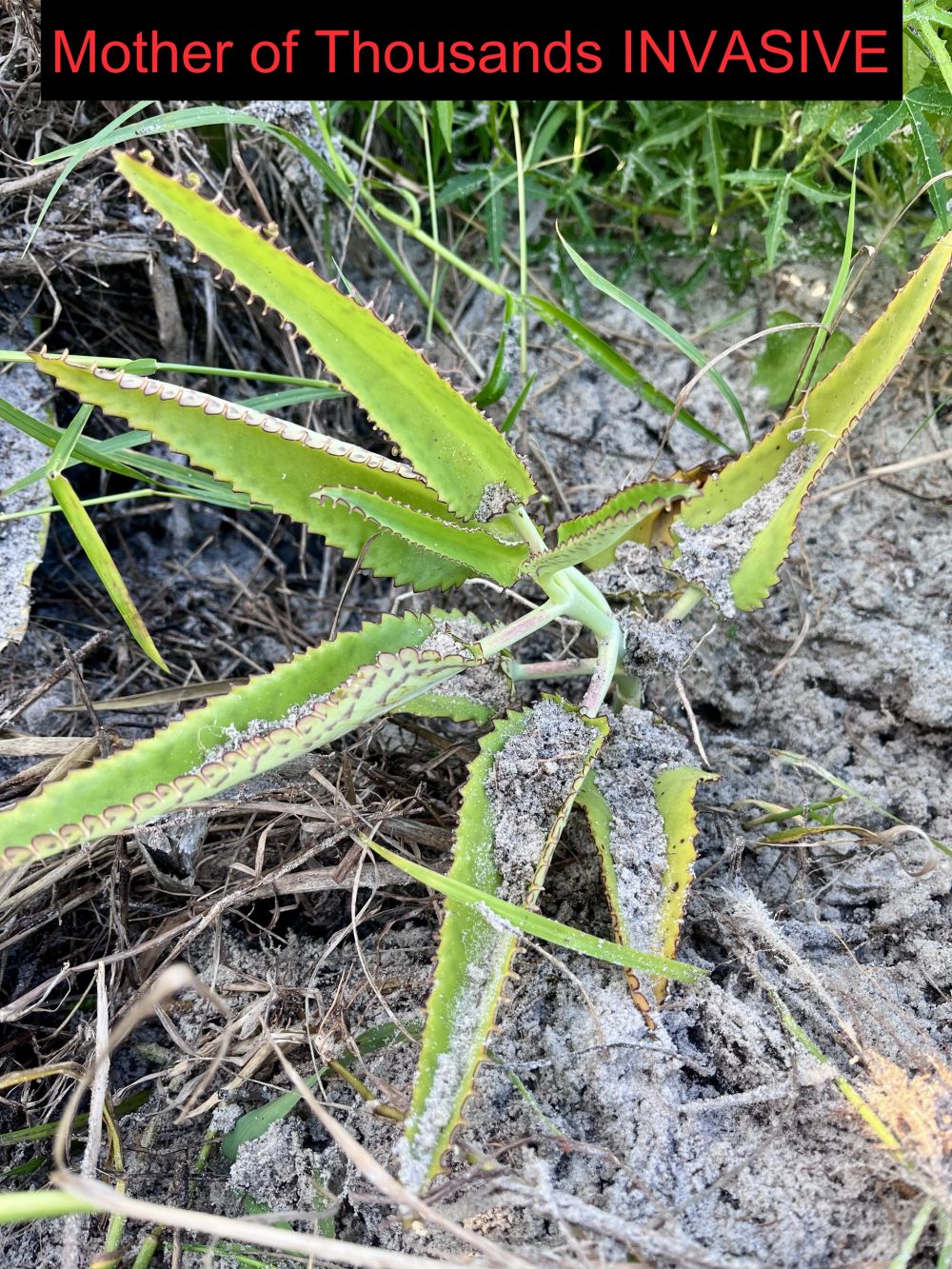 Mother of thousands