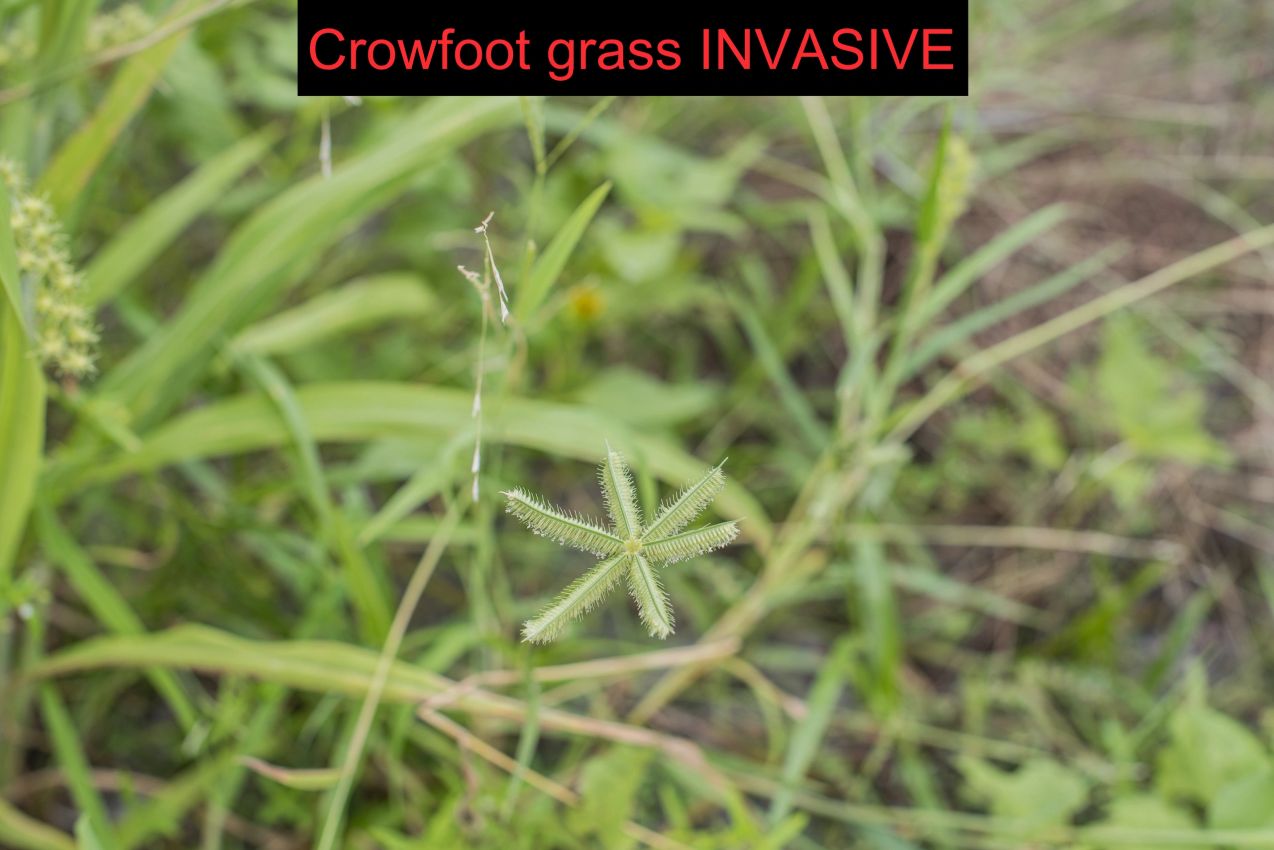 Crowfoot grass