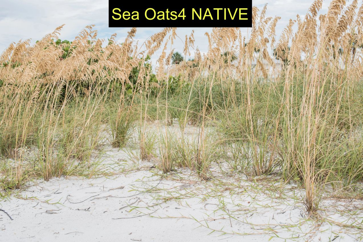 Sea oats