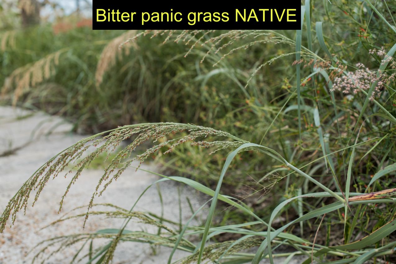 Bitter panic grass