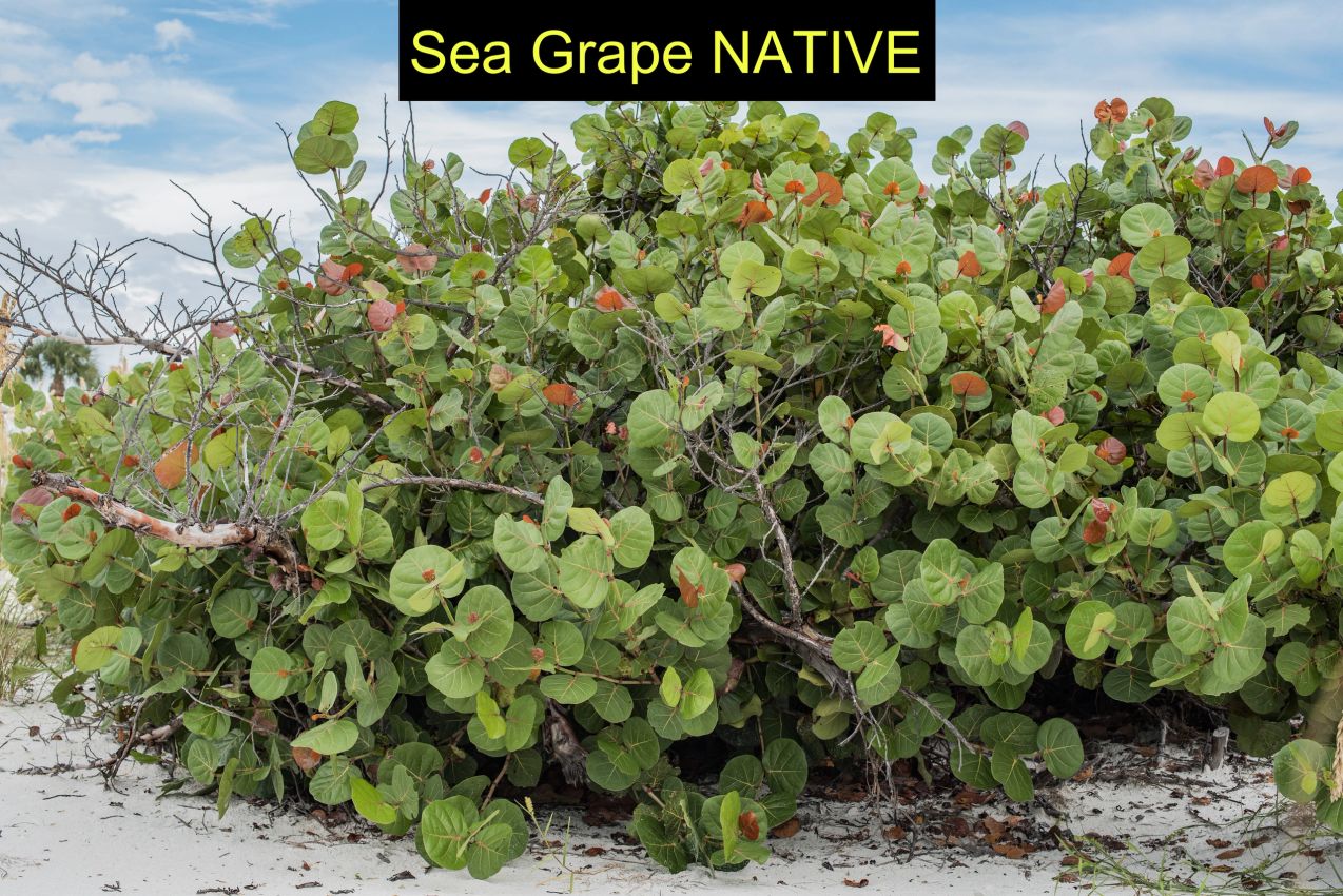 Sea grape