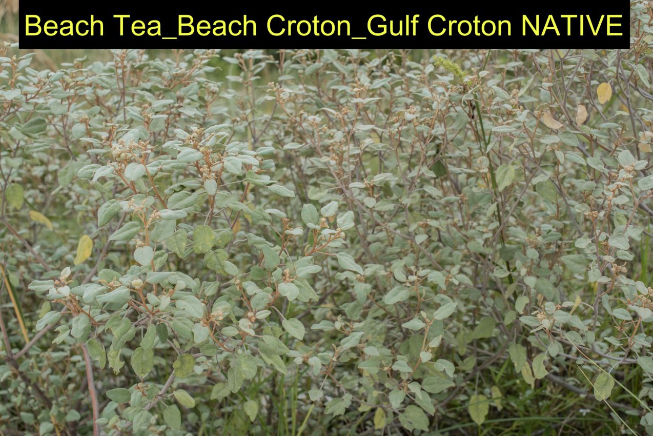 Beach tea