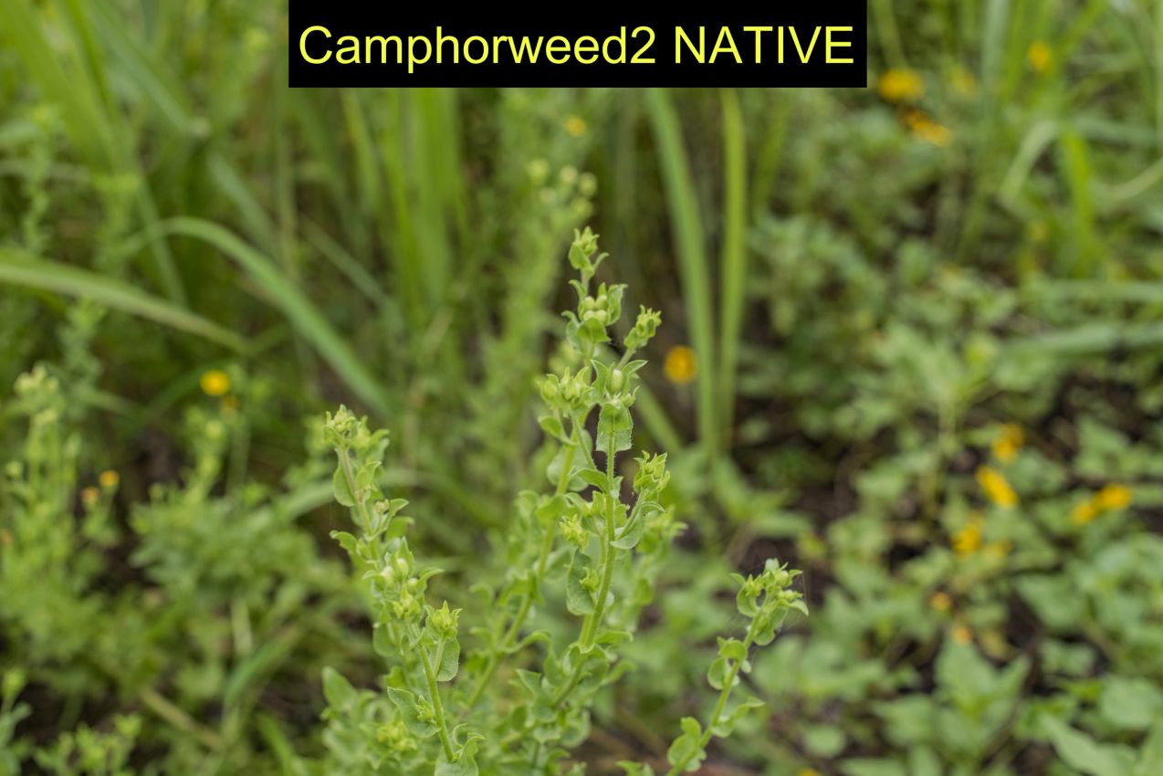 Camphorweed