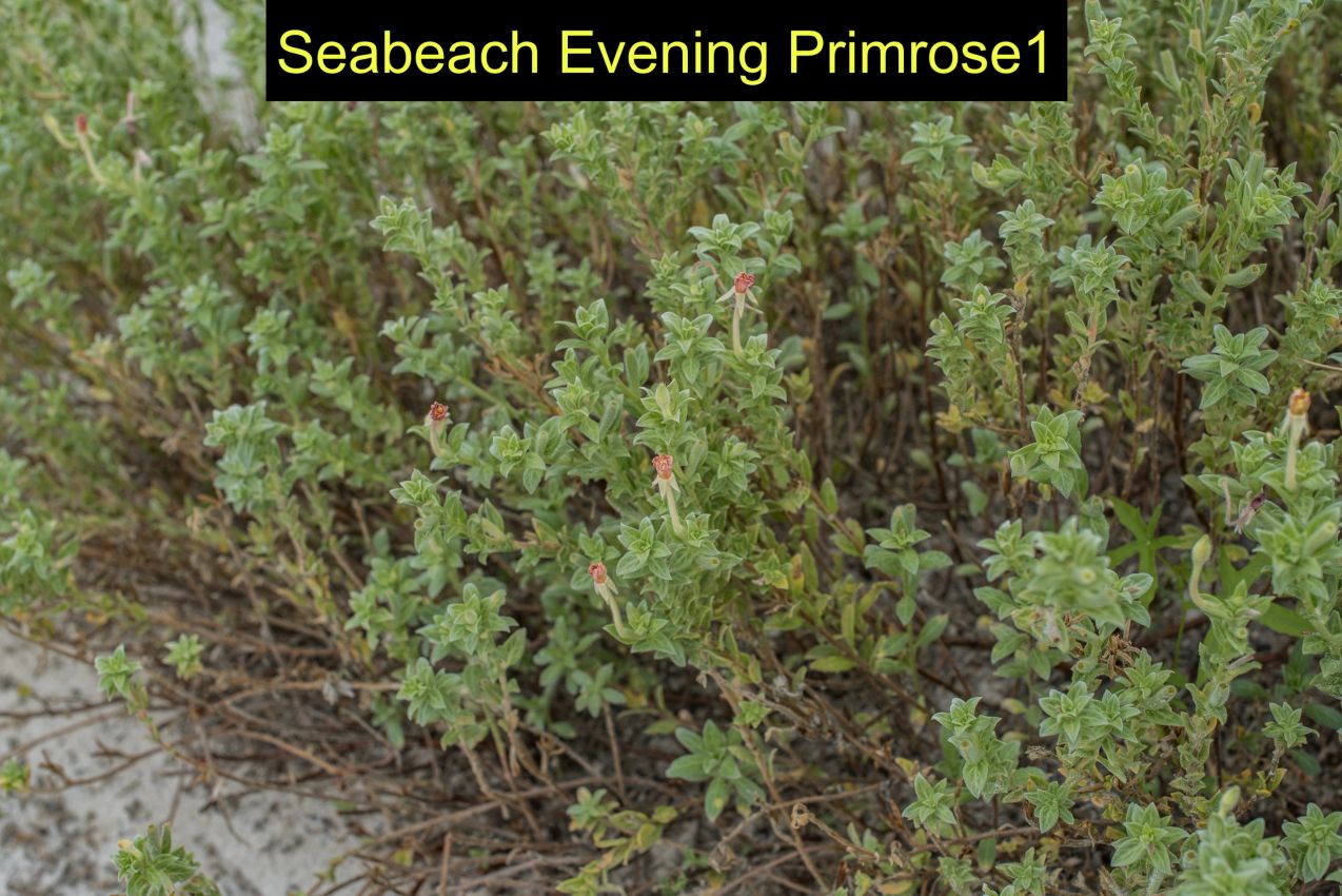 Seabeach evening primrose