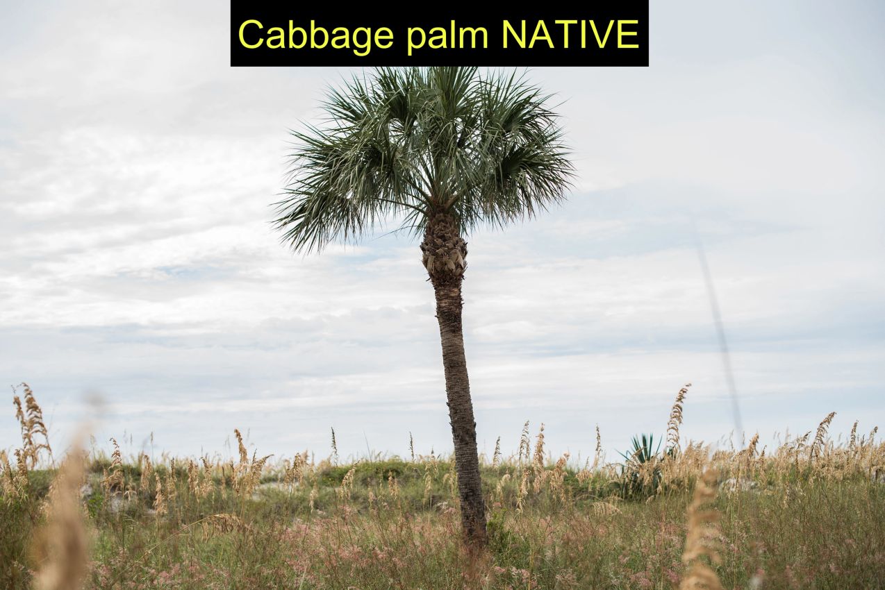Cabbage palm